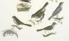 Nightingale; Redbreast; Redstarts; Pettychaps; Black Caps; Warbl